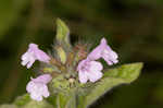 Wild basil 